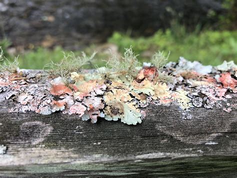 All Of The Bright Colors Really Made It For Me Lichen