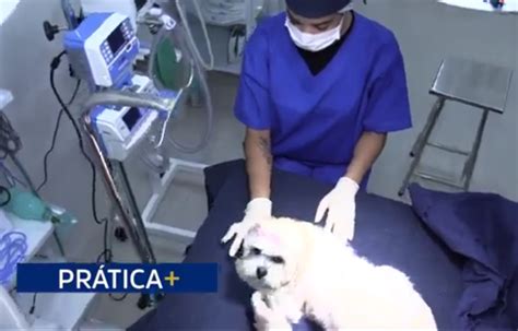 Conhe A A Nova Cl Nica Escola Do Curso De Medicina Veterin Ria Da