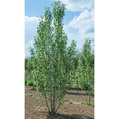 Липа мелколистная "Ранчо" Tilia cordata "Rancho" купить в Москве ...