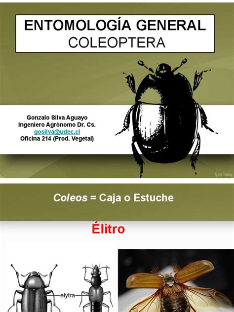 Orden Coleoptera Pdf Insectos Escarabajo