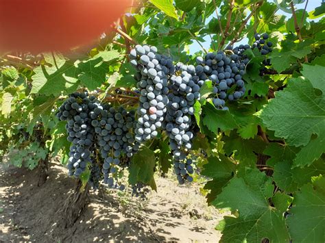 Продаю виноград на экспорт в ящиках.