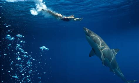 Don T Swim Here Why Shark Alley Attracts A Great White Feeding