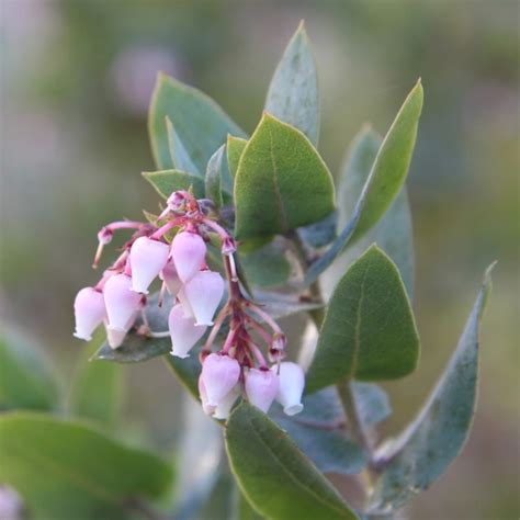 Ca Native Garden Manzanita Flowers