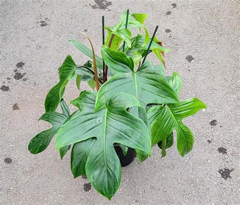 Philodendron Florida Beauty Variegata Care And Propagation Homes Pursuit