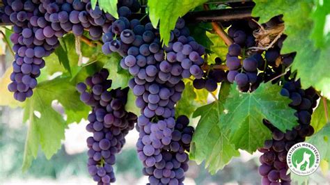 Are Grapes Toxic/Poisonous to Dogs? | Rotational MonoFeeding