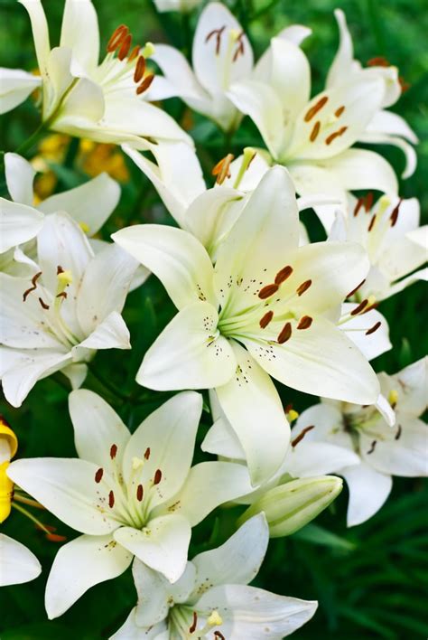 Facts About Lilies | POPSUGAR Home