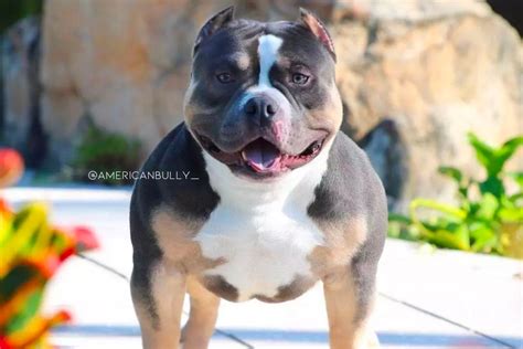 33 American Bully Colors: Which Colors Indicate Health Issues?