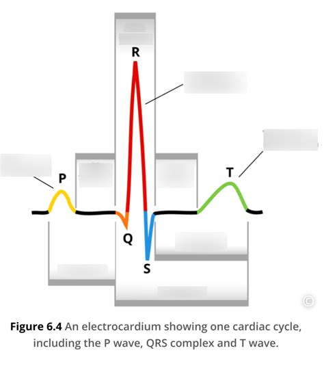 Ecg Diagrams Diagram Quizlet