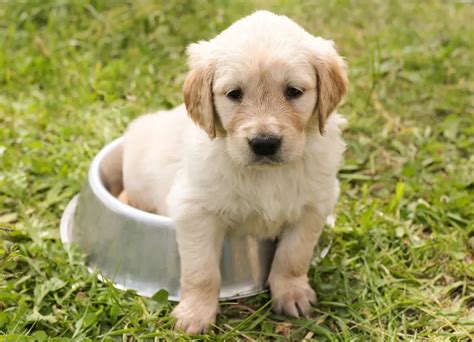 Cuánto cuesta un golden retriever en Estados Unidos 2023