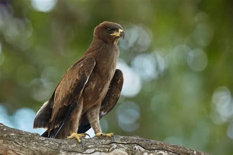 Top 9 African Eagles - Eagle Species in South Africa, Etc.