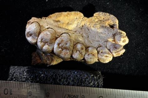 Ancient Jawbone From Israeli Cave Becomes Oldest Evidence Of Humans