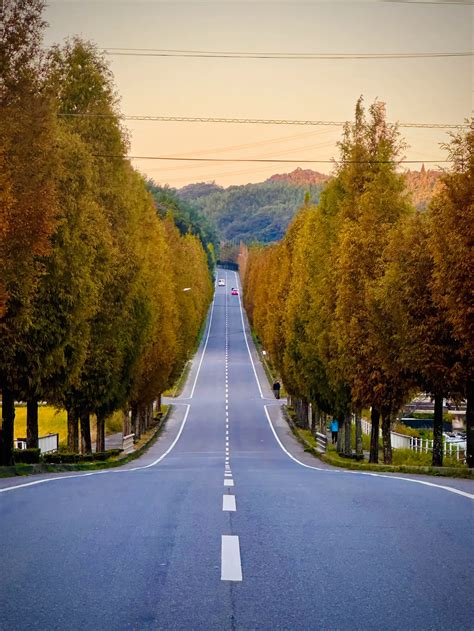 【超穴場】まるで北海道⁉️ここどこかわかる？メタセコイヤ並木and紅葉の絶景 （12月上旬まで） Garapagos絶景旅行提案が投稿した