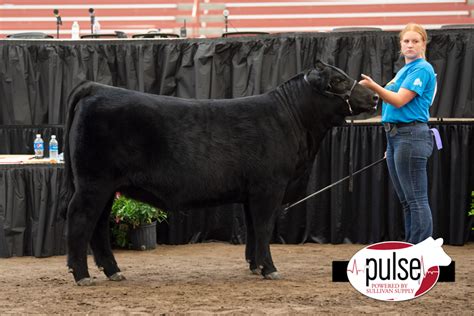 Nebraska State Fair 4 H Maine Anjou Heifers The Pulse