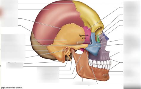 Bio Axial Skeleton Skull Lateral View Diagram Quizlet