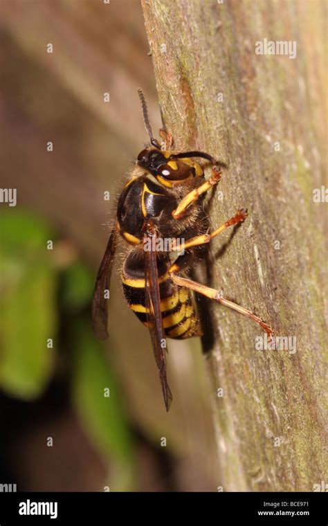 German worker wasp hi-res stock photography and images - Alamy