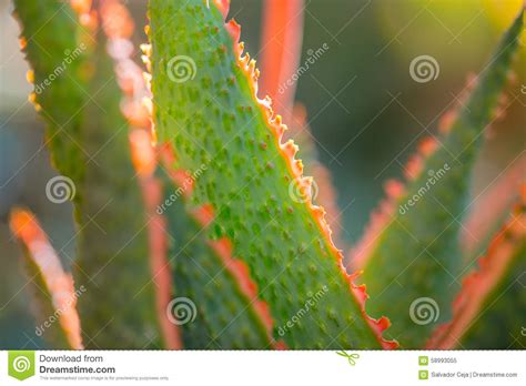 Desert Garden with Succulents Stock Image - Image of botanical, flora ...