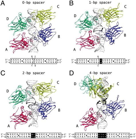 Tetramer - Alchetron, The Free Social Encyclopedia 