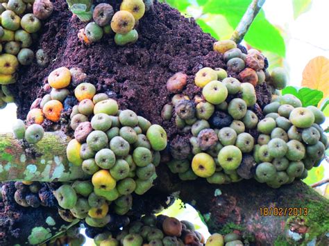 Ficus Nota Male Tree Crocker Range The Figs Of Borneo