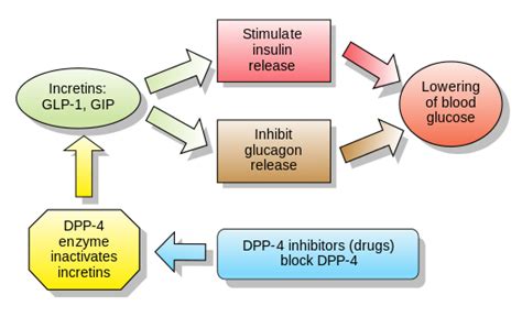 Incretin - Wikipedia