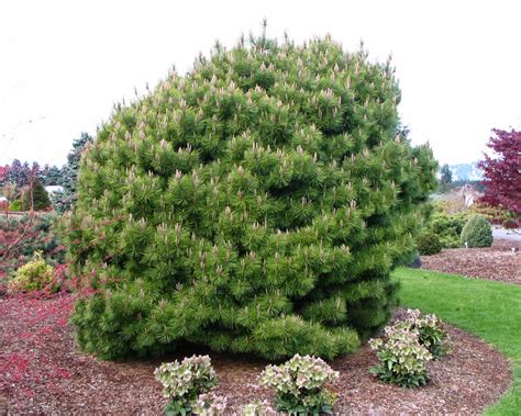 Сосна горная "Мугус" - купить саженцы с доставкой почтой по Минску и ...