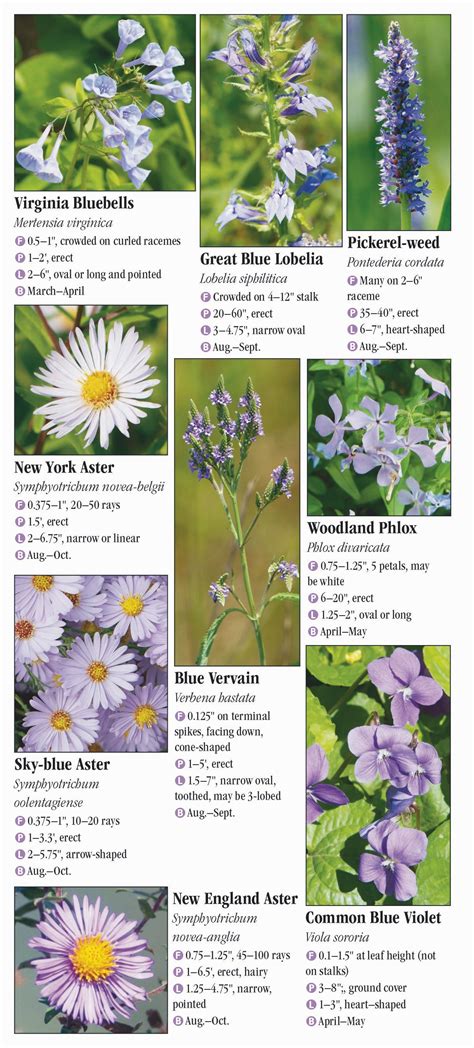 Wildflowers of New York – Quick Reference Publishing Retail