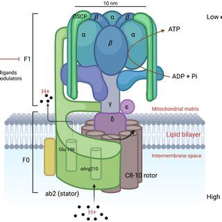 Mammalian mitochondrial F1Fo ATP synthase structure and organization ...