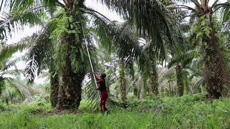 Oil Palm Farmers Are Harvesting Oil Palm Fruit Stock Footage Video Of