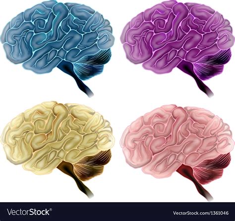 Human Brain Royalty Free Vector Image Vectorstock