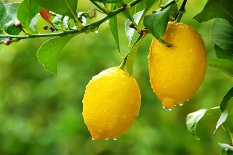 What to Know About Grafting a Lemon Tree - Minneopa Orchards