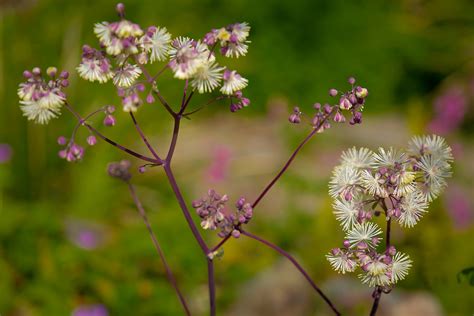 Meadow Flower Davids