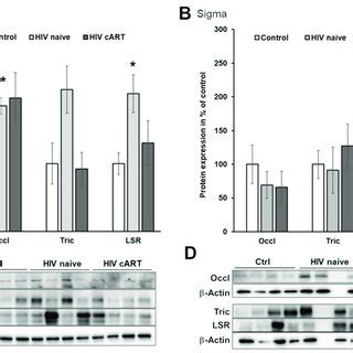 Expression Of Tight Junction Proteins Involved In Paracellular