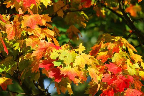 Herbst Baum Blätter Kostenloses Foto auf Pixabay