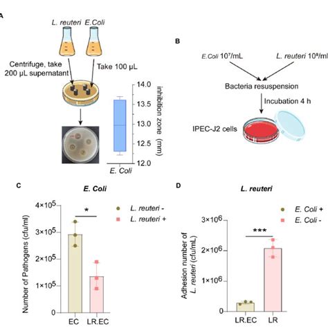 Antibacterial Effect Of L Reuteri In Vitro A Zone Diameters Of