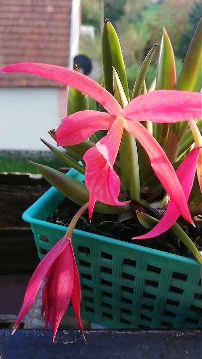 Brassophronitis Edna Brassavola Nodosa ×sophronitis Coccinea Youtube