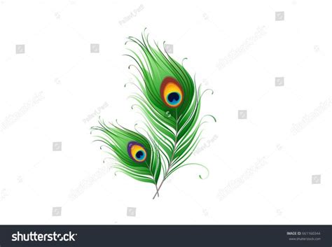 Peacock Feathers On White Background Vector Stock Vector Royalty Free