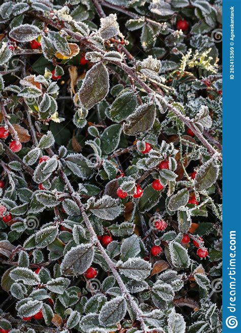 Red Berries Cotoneaster Horizontalis Under The Frost Stock Image