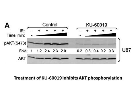 美国APExBIO中文官网 DiscoveryProbe Kinase Inhibitor Library