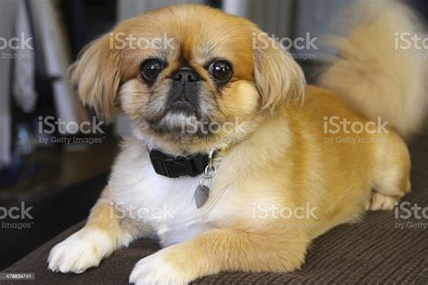 Red Female Pekingese Laying On A Bed Stock Photo Download Image Now