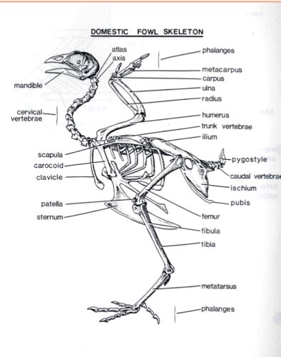 Avian Anatomy Flashcards | Quizlet