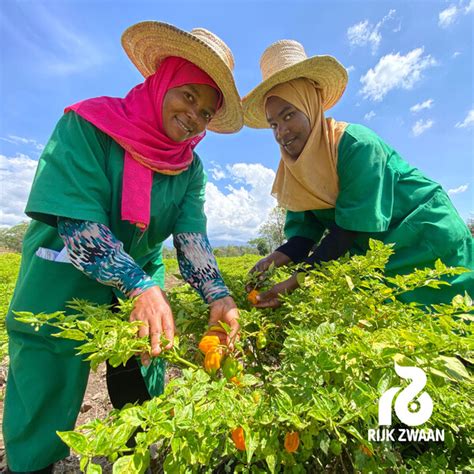 Hot Pepper Seeds All Types LOLEZA RZ F1 Rijk Zwaan Africa