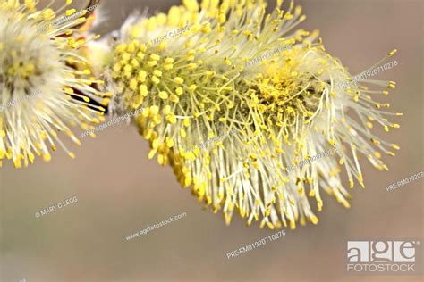 Pussy willow blooms Salix Weidenkätzchen Salix Stock Photo