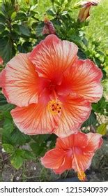 Beautiful Peach Colored Hibiscus Stock Photo Shutterstock