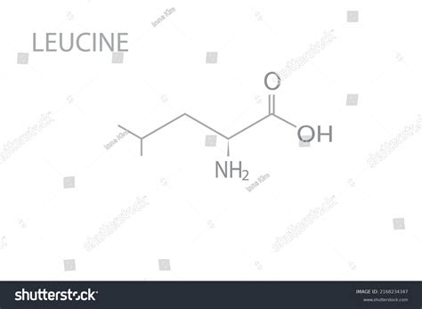 Leucine Molecular Skeletal 3d Chemical Formula Stock Vector Royalty