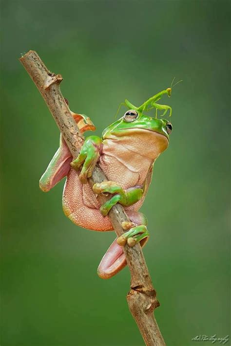 A Frog Sitting On Top Of A Tree Branch With Its Eyes Open And Tongue Out