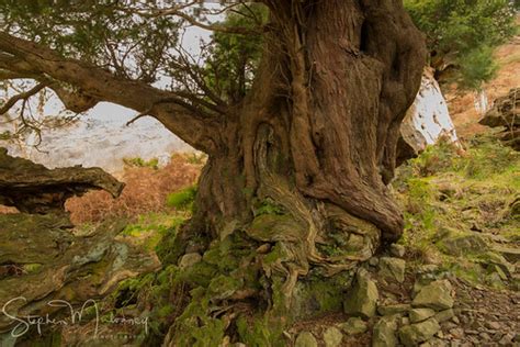 Yew Trees Of Borrowdale Seathwaite But Worthier Still Of Flickr