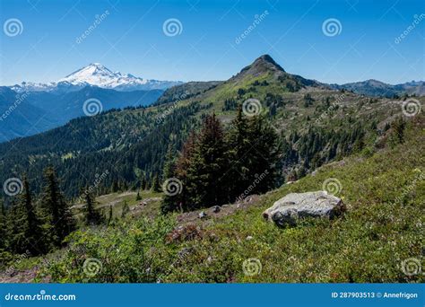 Yellow Aster Butte Viewpoint Of Mt Baker Washington State Stock Image Image Of Yellow Mount