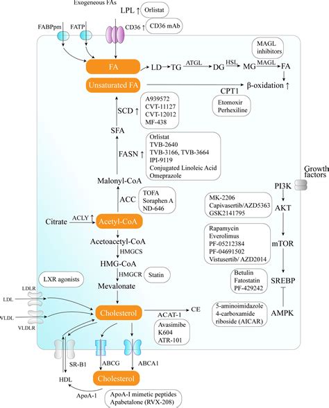 Lipid Metabolism Pathway