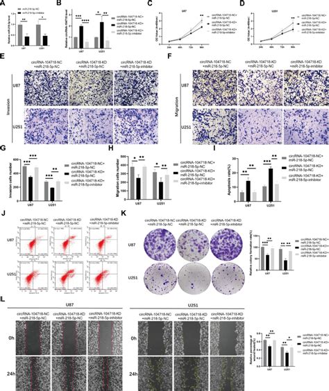 Knockdown Of Mir P Can Rescue The Inhibition Caused By Silencing