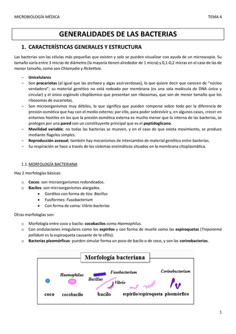 Tema 4 Generalidades de las bacterias microbiología UAH Studocu