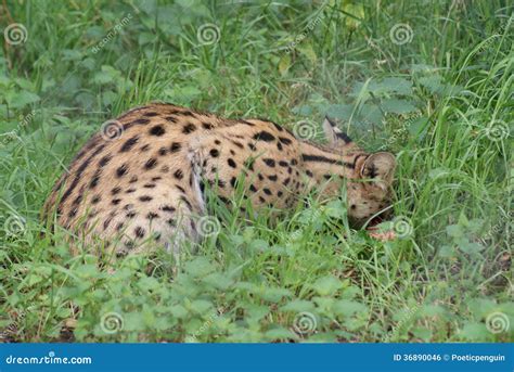 Serval Serval De Leptailurus Foto De Stock Imagem De Wilderness